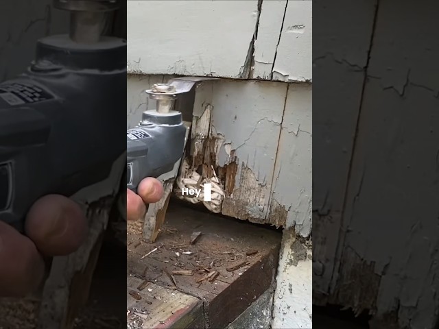 It's like an angry, metal hornet #oscillatingsaw #multitool #tool #powertools #funnyconstruction