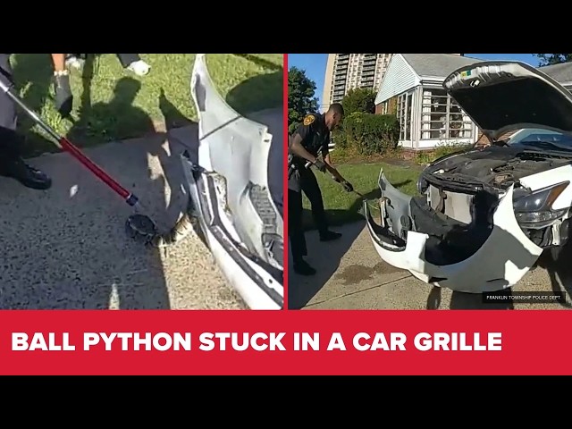 Officers rescue ball python stuck in car