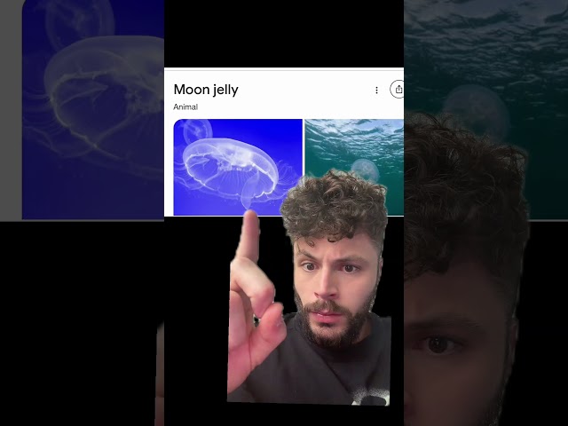 XRP CREATOR POSTS MOON JELLYFISH! LOL