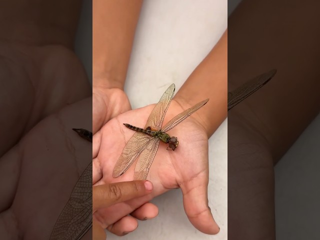 Jeremy finds a dragon fly outside 😢    #shorts #shortvideo #kids