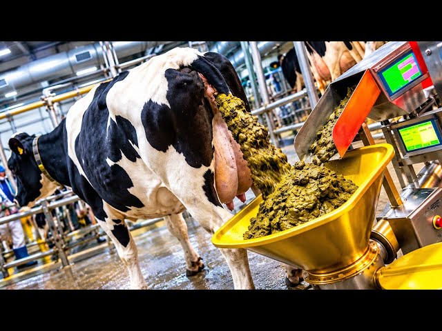 Inside The Cow Manure Bait Factory | THEY TURN THIS INTO FISHING BAIT! 🐄💩🎣