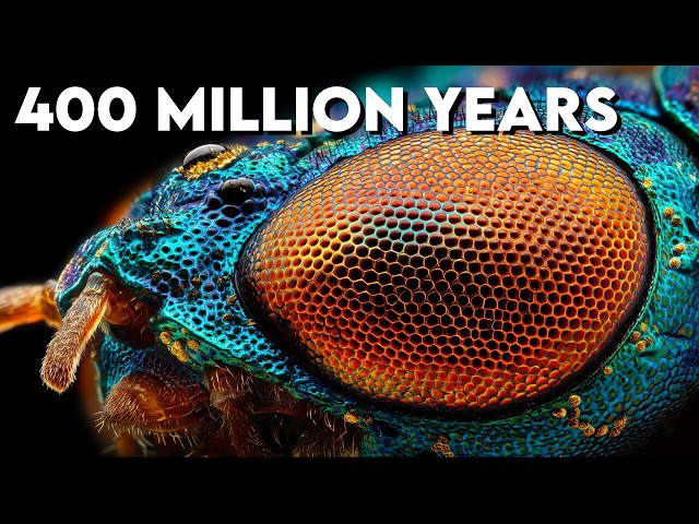 Why Insects Won Evolution While Everything Else Lost