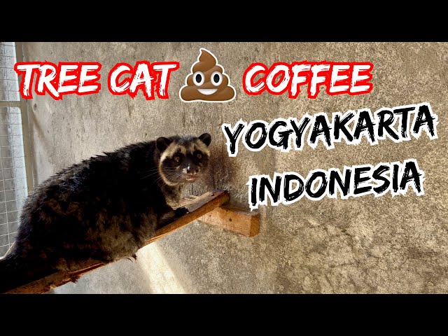 🇮🇩 Yogyakarta, Indonesia - Tree Cat Poop Coffee, Borobudur Temple, Malioboro Street