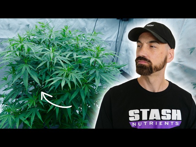 Why I'm Growing a Mother Plant Like This…