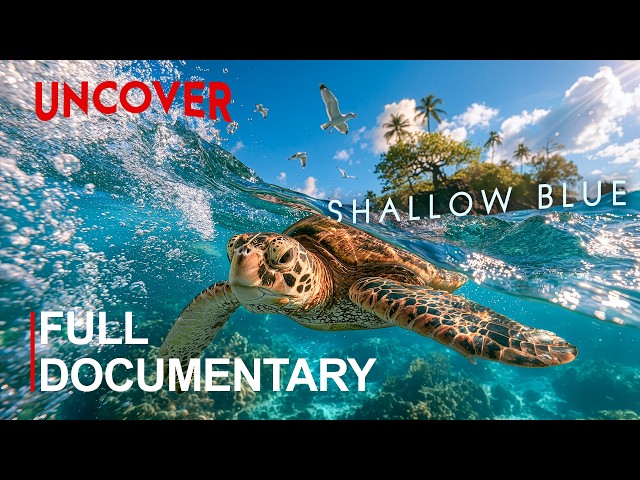 THE SHALLOW BLUE | Where Sunlight Reaches the Ocean’s Living Kingdom | FULL DOCUMENTARY