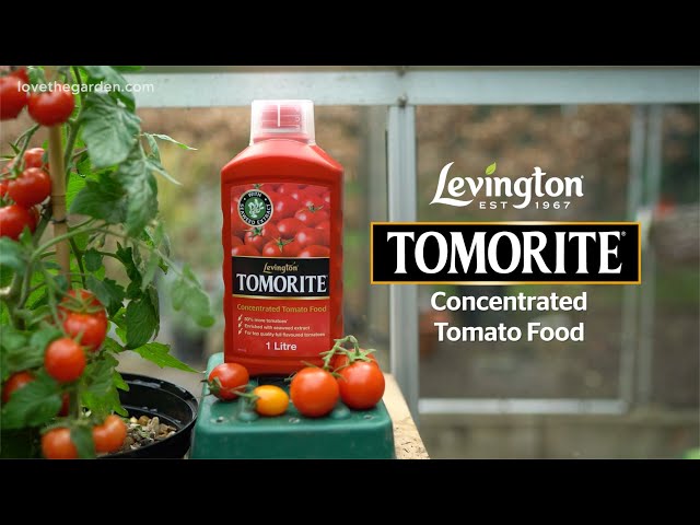 Levington® Tomorite® | High Potash Tomato Feed for Bigger, Tastier Crops | Love The Garden