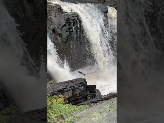 The Salmon Dance - Rogie Falls Scotland