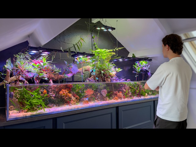 2 Years Later... My Saltwater Paludarium Has a Problem