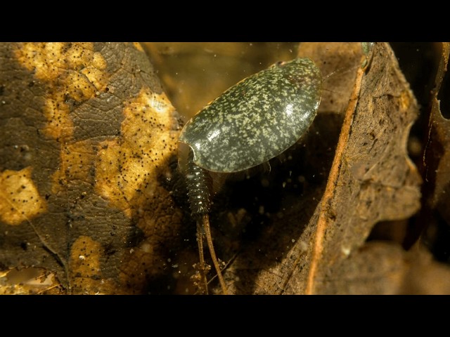 Tadpole Shrimp in German Pools