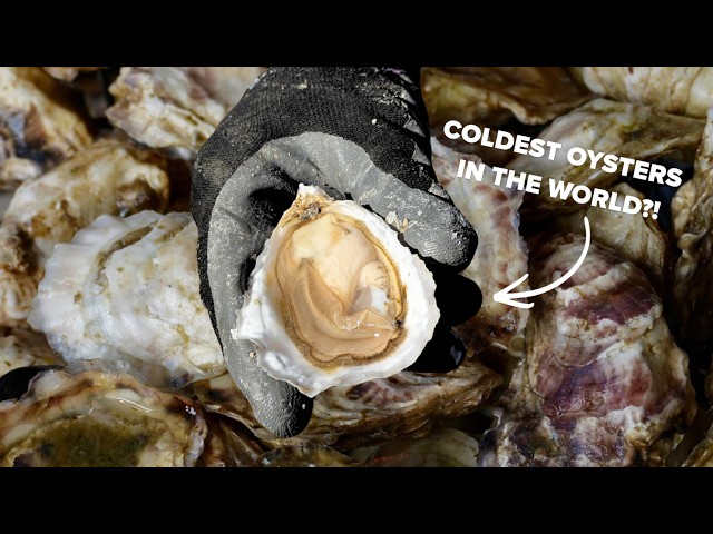 How Oysters Are Farmed