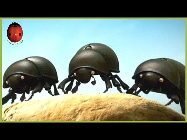 The Dung Beetle Battle | Minuscule | 35' Compilation