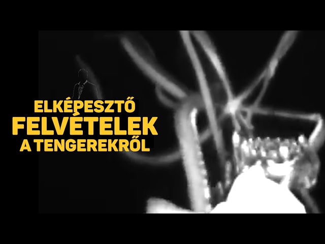 ELKÉPESZTŐ felvételek a tengerekről