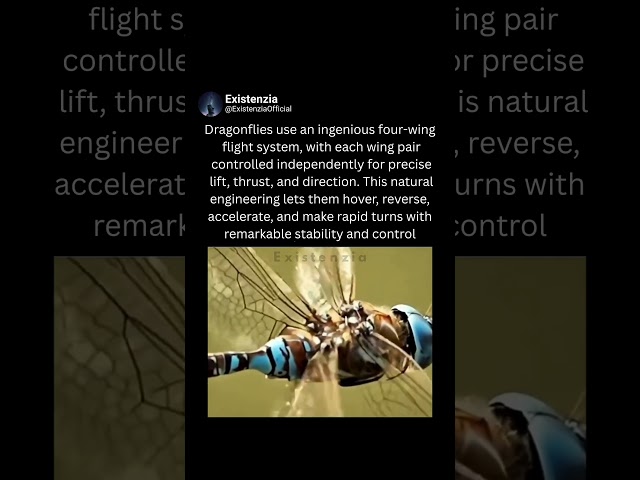 Nature’s Engineering Behind Dragonfly Flight