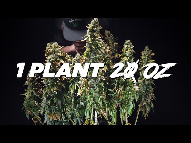 Mainline Seed to Harvest Recap & HARVEST Results