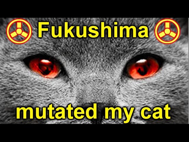 FUKUSHIMA MUTATED MY CAT!