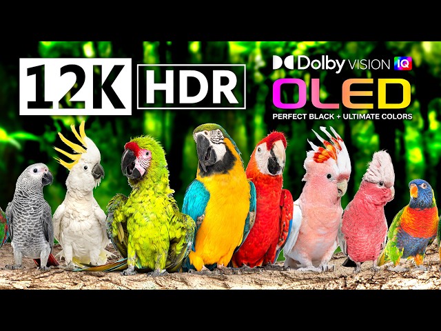 12K HDR 60FPS | 1000 BIRDS BEAUTIFUL Collection | Ultimate OLED TV | Dolby Atmos • IMAX Enhanced