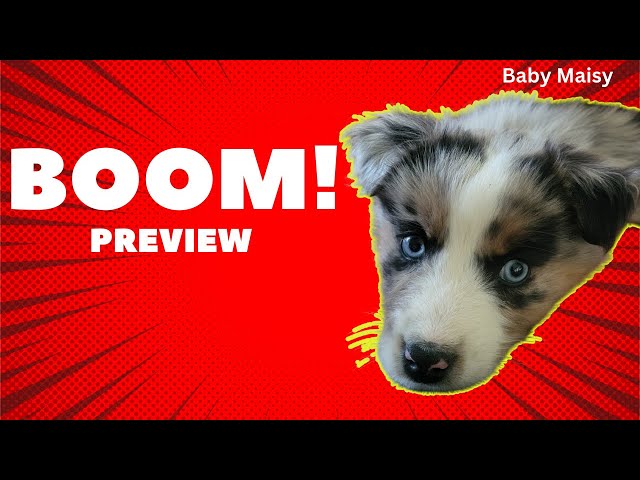 BOOM! Preview