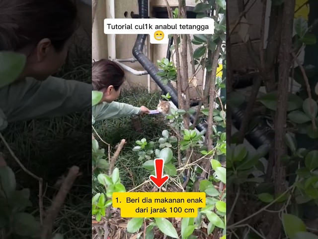 Here is the tutorial, guys #tutorial #lostcat #hungrycat #cat