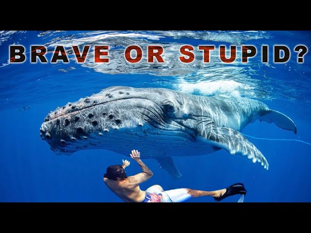 RISKING OUR LIVES to rescue ENTANGLED WHALE!! (Episode 205)