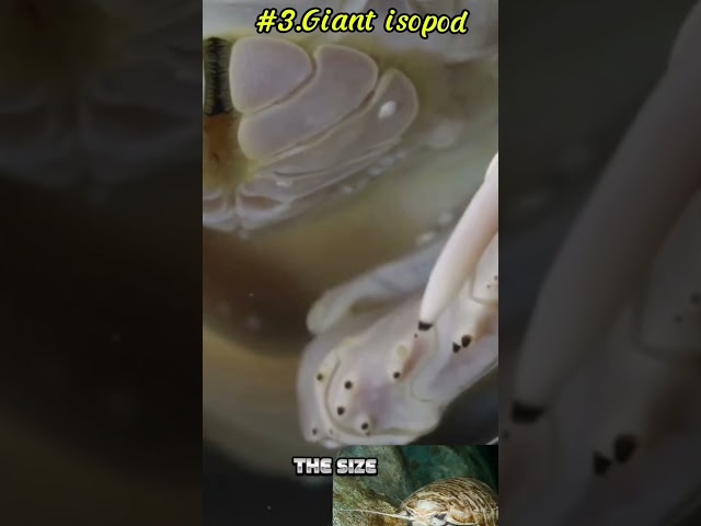 MOST TERRIFING SEA CREATURES OCEAN 8K VIDEO ULTRA HD