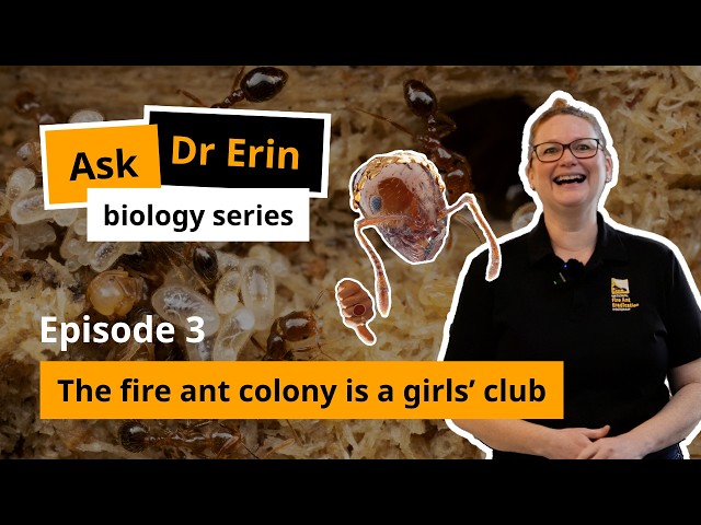 Ask Dr Erin – Biology series Ep. 3 – The fire ant colony is a girls’ club