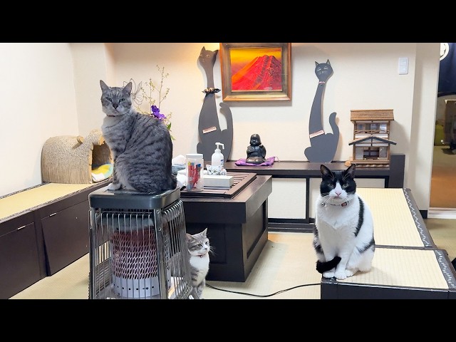Japan’s Cat Hotel in Kusatsu Onsen with 5 Private Hot Springs!🐈🏨