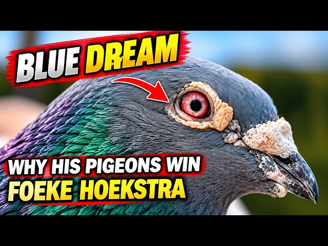 Inside Foeke Hoekstra’s System: Selection, Hens & Loft Ventilation