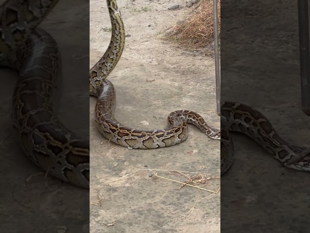 Burmese python 🐍 🫰🫶