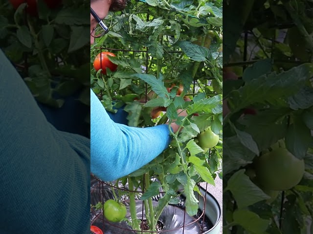 Liminal Front Yard Tomato Garden 🚪🍅  #liminal