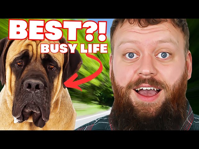 Best Dog Breeds For A Busy Lifestyle