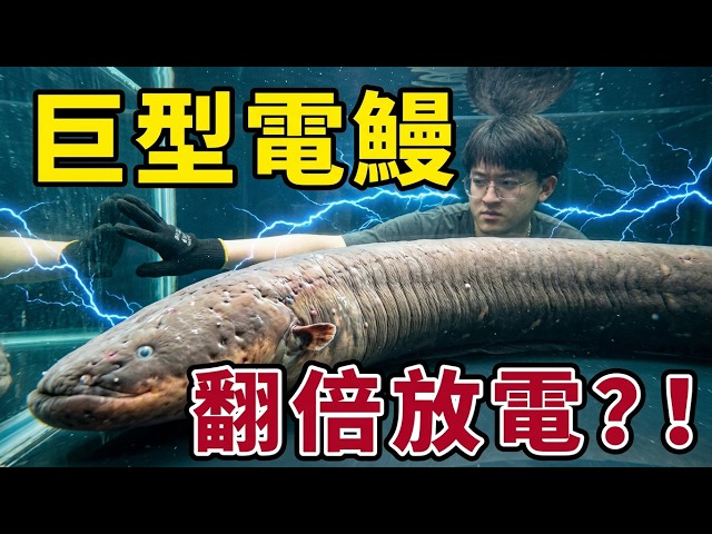 Putting Two Giant Electric Eels in the Same Tank! What Happens When They Attack Each Other? Never...