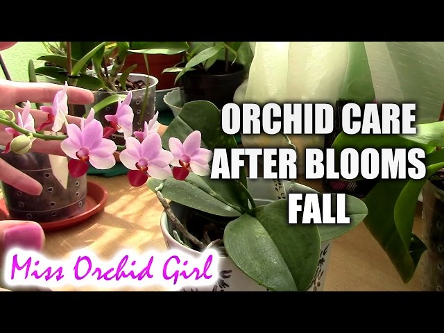 How to care for orchids after blooms fall