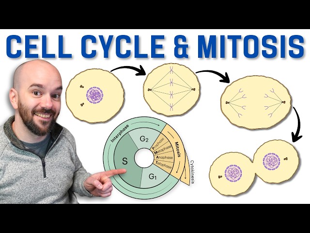 Cell Cycle & Mitosis