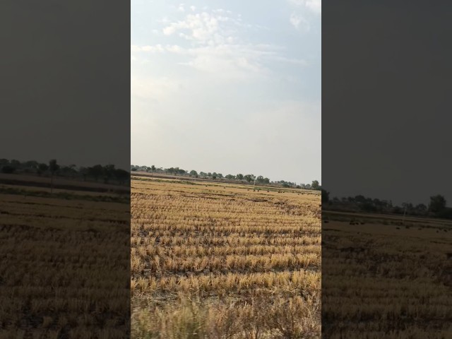 Beautiful Morning View of Indian Land 🌾☀️ | Village Morning Vibes #shorts