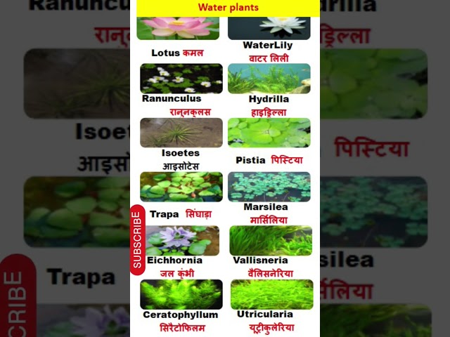 Water Plants Name In English and Hindi//water Plants//Lotus/Lilly/Aquatic plants पानी वाले पौधे//