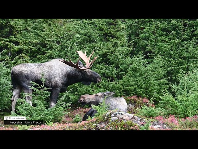 Crazy Happenings at the Rut Pit #nature #moose #wildlife