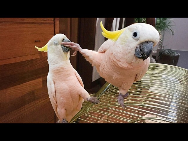 The FUNNIEST PARROTS On The Planet! 🤣 Funny Birds Video
