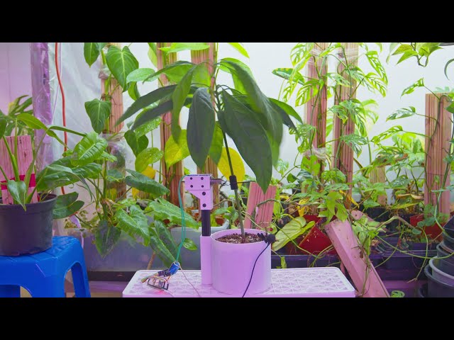 Jerking An Avocado Plant For 1 Hour