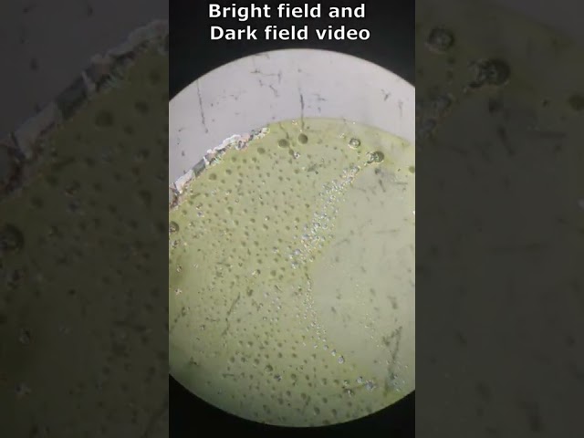 Microscope Instant Crystallization  #shots #crystallization