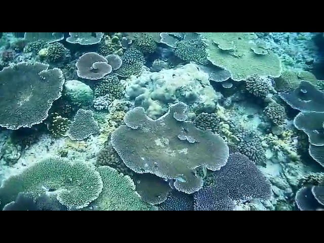 Under The Sea #snorkeling
