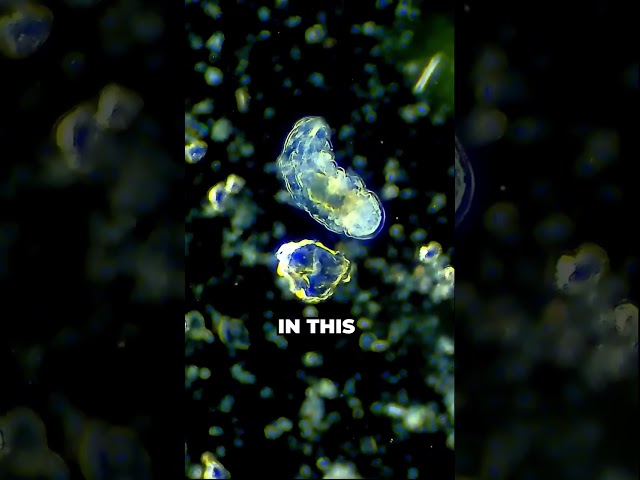 Tardigrades: How THESE Tiny Creatures Blew Scientists Minds! | #shorts