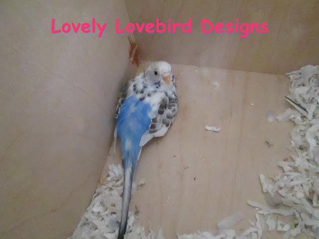 Parakeet Baby #2! Episode 3. Skittles and Beauty. Budgie Baby