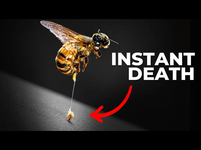 Why Do Bees Die After They Sting You?