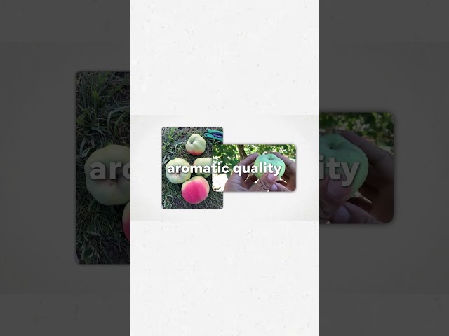 Every Apple Explained - White Winter Calville