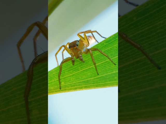 These Spiders Have a Clever Way of Stealing Their Favorite Food | #DeepLook #Shorts