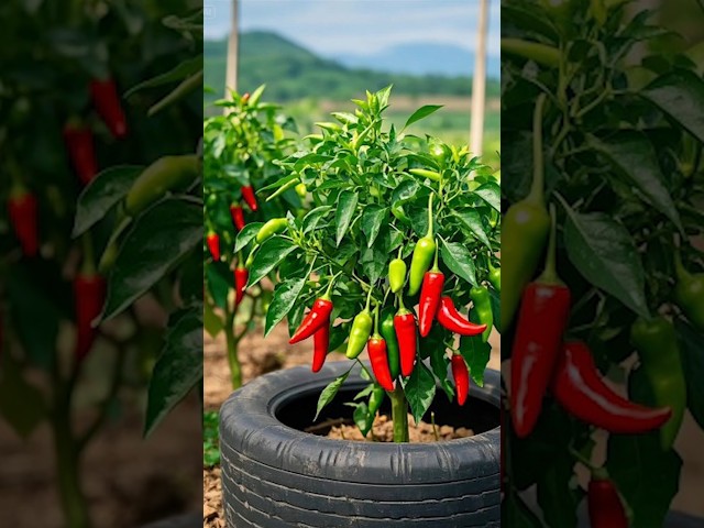 🌱🌶️how to get more chilies