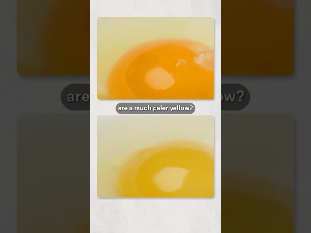 Yellow vs Orange Egg Yolks