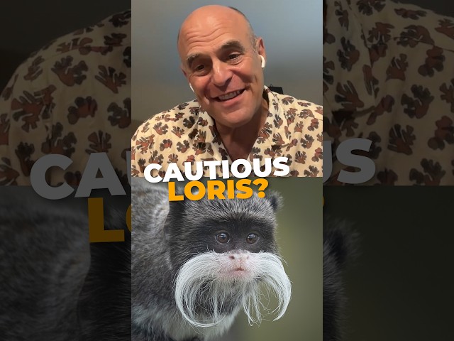 You've heard of the slow loris... but the cautious loris? #slowloris #animals #pbs #petersagal #stem