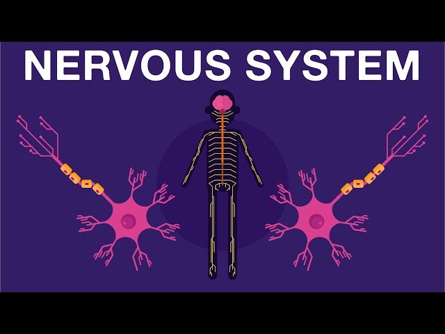 Nervous System - Get to know our nervous system a bit closer, how does it works? | Neurology