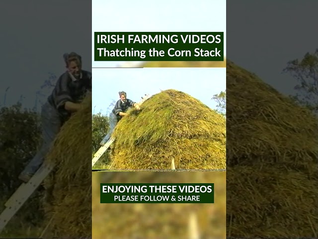Thatching a corn stack was done to protect harvested corn sheaves until it could be threshed. 🌾☘️